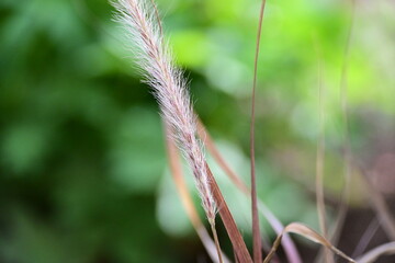 close up of grass
