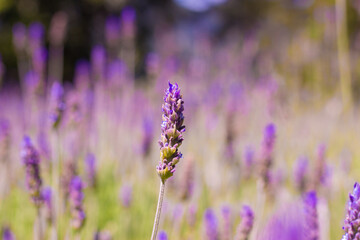 Lavender field. Lavender flower landscape. Closeup.