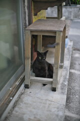 Okinawa,Japan - May 23, 2021: A cat near Ishigaki port in the morning

