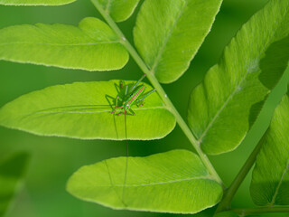 キリギリスの幼虫