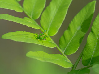 キリギリスの幼虫