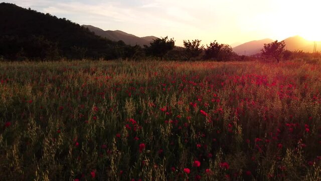 sorvolo su campo di papaveri con la luce del tramonto