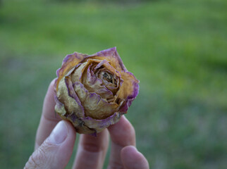 Holding dry and aged rose. Degraded flower. 
