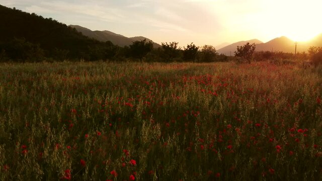 costruzioni e papaveri al tramonto
