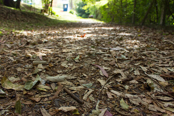 Path trough the forest with leaves. Sunny way ground view. Focus is on the leaves. Bokeh blurry background