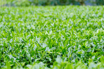 新緑の茶畑　新茶　梅雨　京都府和束町