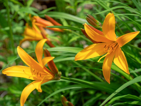 禅庭花images Browse 191 Stock Photos Vectors And Video Adobe Stock 禅庭花images Browse 191 Stock Photos Vectors And Video Adobe Stock