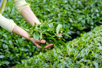 収穫直後の茶葉を持つ女性の手　新茶　宇治茶　京都府和束町
