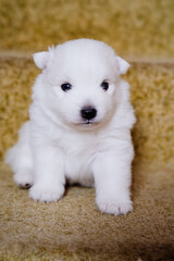 cute white Japanese spitz puppy. thoroughbred dog sits on the steps