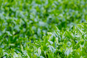 新緑の茶畑　新茶　梅雨　京都府和束町