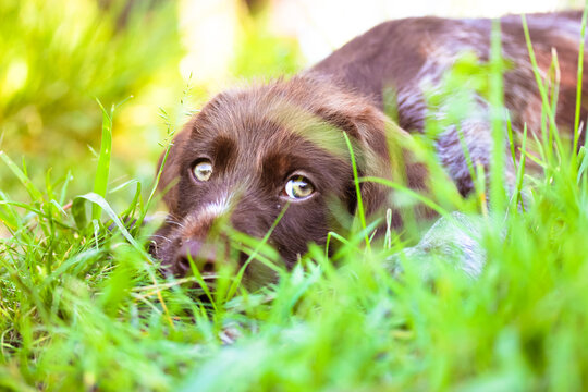 A beautiful brown deutsch drahthaar puppy with sad green eyes. A portrait of a purebred dog lying in tall grass in a meadow in sunny summer day, looking straight. A canine on the nature in summertime.