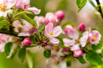 Fototapeta na wymiar Apfelblüte Appleblossom