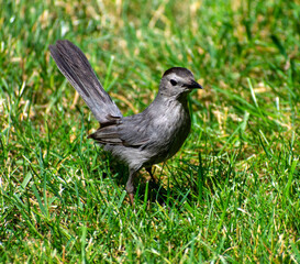 Little Grey Bird on a lawn