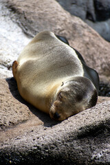 Naklejka premium Sleeping baby seal 