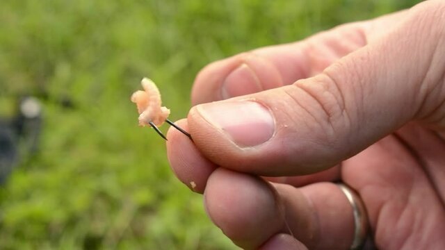 Mans hand holding maggot on fish hook. Fishing outdoors. Hobby in the nature