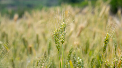 wheat field in summer