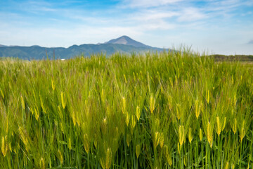 Bright green wheat field in Japan. Closeup of a green wheat ears on foreground. Ibuki mountain on...