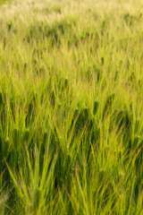 Young green Wheat plantation. Incredible field illuminated of sun light creating an amazing texture.