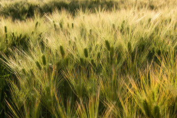 Amazing bright green golden wheat ear growing in Japanese agriculture field illuminated by a soft sun light coming from the right. Immature grain on a rural landscape.