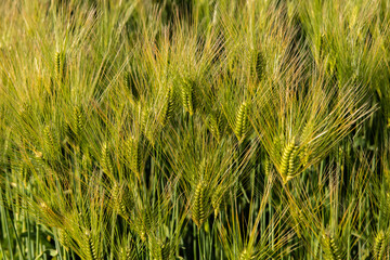 Beautiful green wheat ear growing in agriculture field illuminated by a soft sun light. Green color contrasting with golden one. Unripe cereal in Japan.