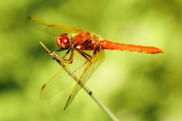 Flame (firecracker) Skimmer resting on grass stem. Santa Clara County, California, USA.