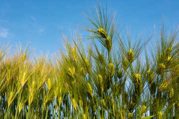 Obraz premium Beautiful green wheat ear growing in agriculture field contrasting with blue sky. Unripe cereal in Japan.
