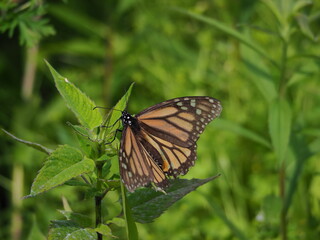 monarch butterfly in the spring