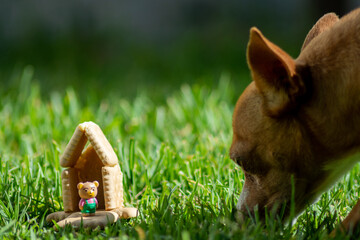Obraz premium HO SCALE PHOTOGRAPHY OF COOKIE HOUSE AND MINI TEDDY BEAR ON GREEN GRASS NEXT TO A REAL DOG