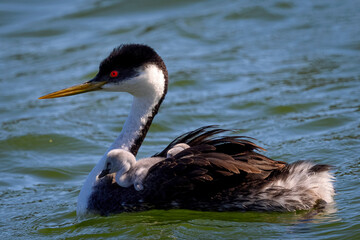 Western grebe mother carrying the little ones on her back