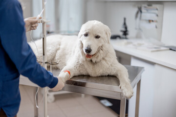A big white dog on an intravenous therapy lying on examination table. Veterinarian holds a dog paw...
