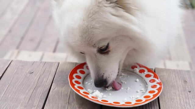 Japanese spitz is fed cottage cheese. food for the feeding dog. useful food. 