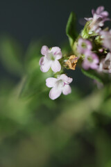 Small aromatic flower blossom close up thymus vulgaris family lamiaceae background high quality big size print