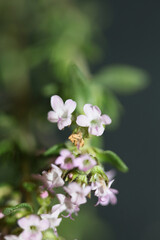 Small aromatic flower blossom close up thymus vulgaris family lamiaceae background high quality big size print