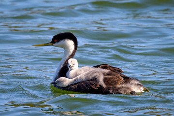 Western grebe mother carrying the little ones on her back