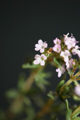 Small aromatic flower blossom close up thymus vulgaris family lamiaceae background high quality big...