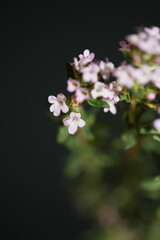 Small aromatic flower blossom close up thymus vulgaris family lamiaceae background high quality big size print