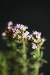Small aromatic flower blossom close up thymus vulgaris family lamiaceae background high quality big size print