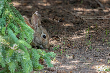 The eastern cottontail in park