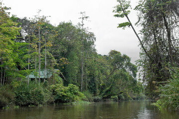 Obraz premium House in forest along Kinabatangan River (Sungai Kinabatangan) near Sukau, Sabah (Borneo), Malaysia