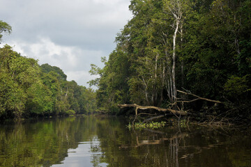 Fototapeta na wymiar Sungai Menungal tributary of Kinabatangan River (Sungai Kinabatangan) near Sukau, Sabah (Borneo), Malaysia