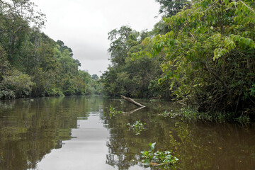 Sungai Menungal tributary of Kinabatangan River (Sungai Kinabatangan) near Sukau, Sabah (Borneo), Malaysia