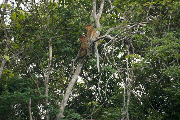 Wild proboscis (long-nosed) monkeys in tree along Sungai Kinabatangan (Kinabatangan River), Sukau, Sabah (Borneo), Malaysia