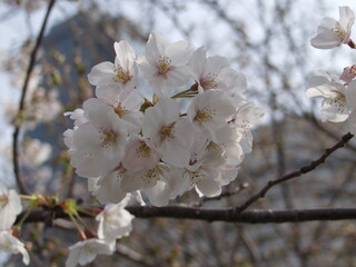 close up shot of Cheery blossom in Ueno Park, Tokyo