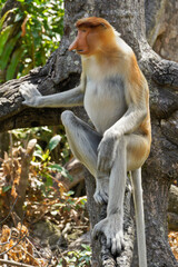 Male proboscis (long-nosed) monkey sitting on tree branch, Sabah (Borneo), Malaysia