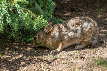 The eastern cottontail in park