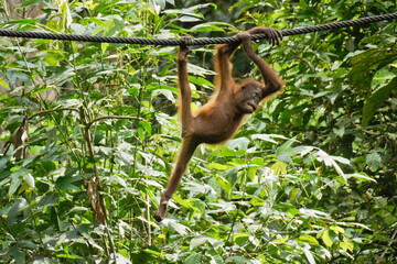Young Bornean orangutan hanging from cable in forest at Sepilok Orang Utan Rehabilitation Centre, Sandakan, Sabah (Borneo), Malaysia