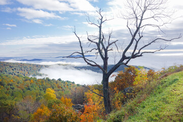 Fototapeta premium Autumn in Shenandoah National Park - Virginia, United States