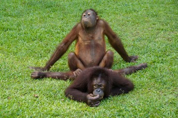 Young Bornean orangutans "practicing sex" at Sepilok Orang Utan Rehabilitation Centre, Sandakan, Sabah (Borneo), Malaysia © Michele Burgess