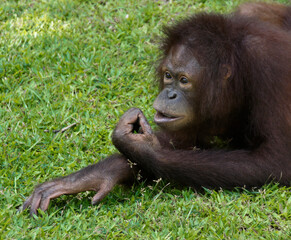Portrait of young female Bornean orangutan at Sepilok Orang Utan Rehabilitation Centre, Sandakan, Sabah (Borneo), Malaysia