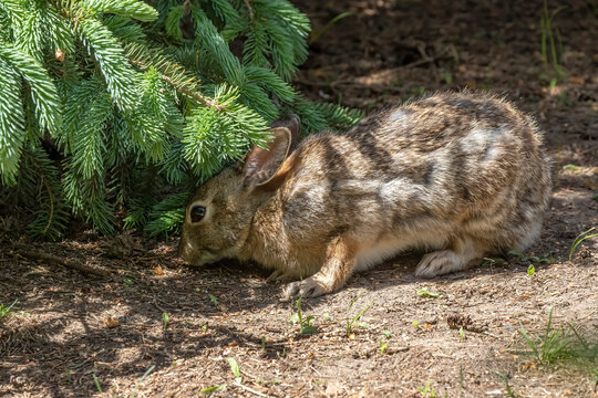 The eastern cottontail in park